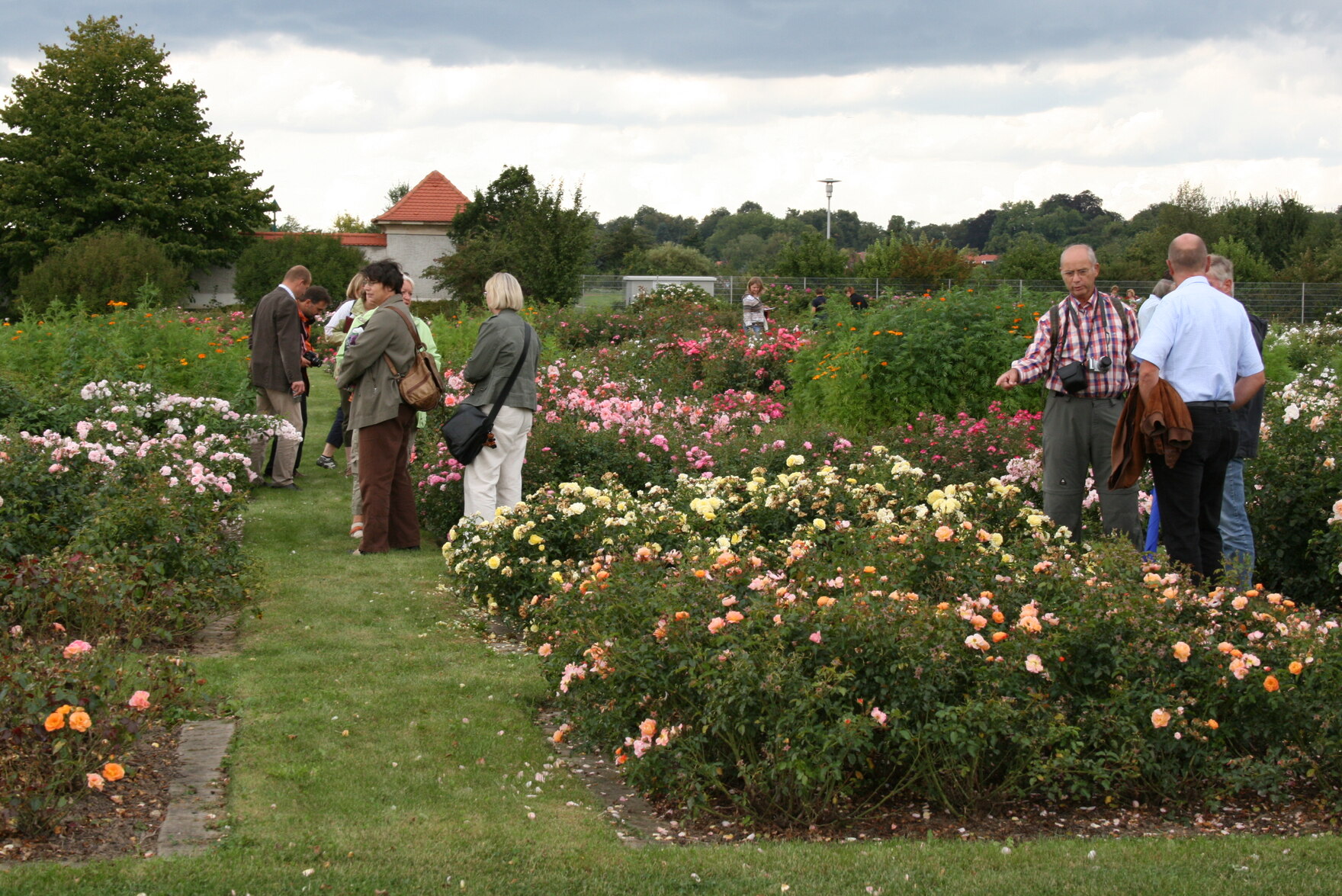 Im Pillnitzer Versuchsfeld konnte man viele Rosensorten besichtigen und mit Züchtern sprechen