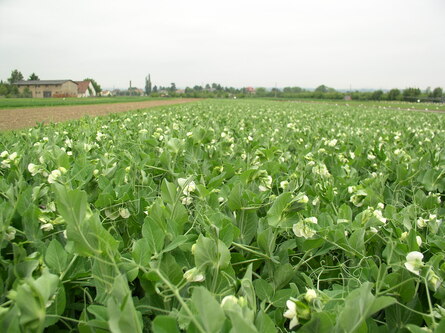 Erbesenbestand_zur_Bluete