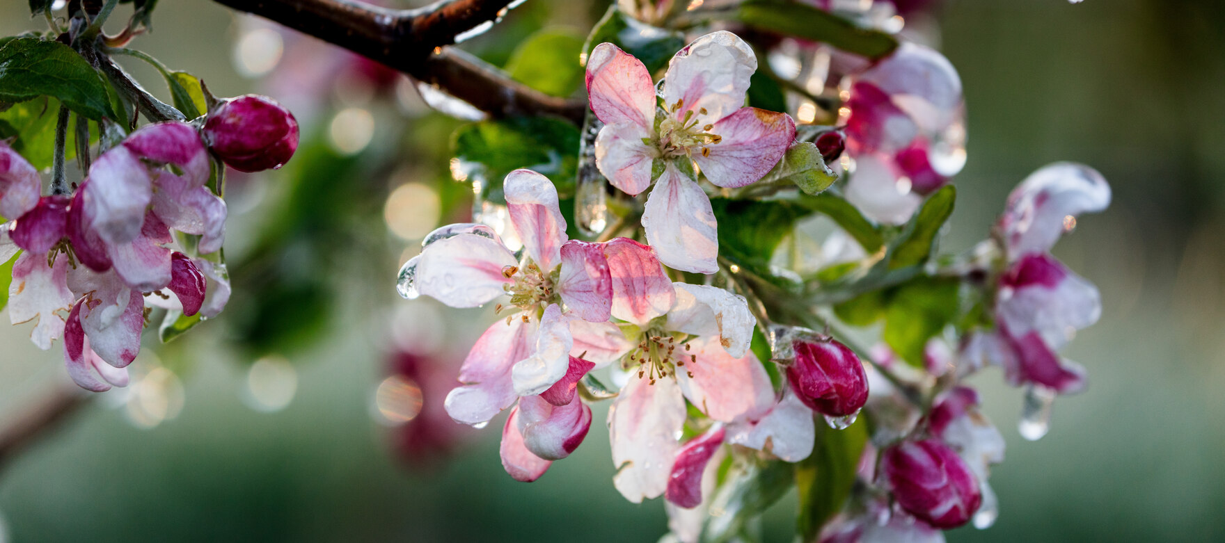 Apfel Balken