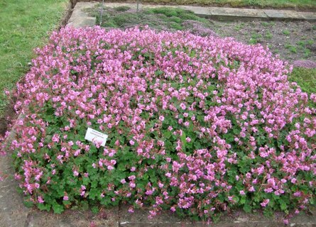 Darstellung des Bodendeckers Geranium x cantabrigiense