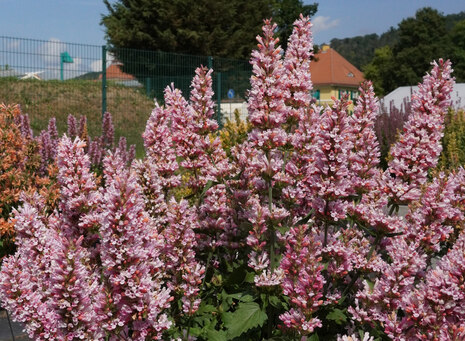 Duftnessel rosa Blüten