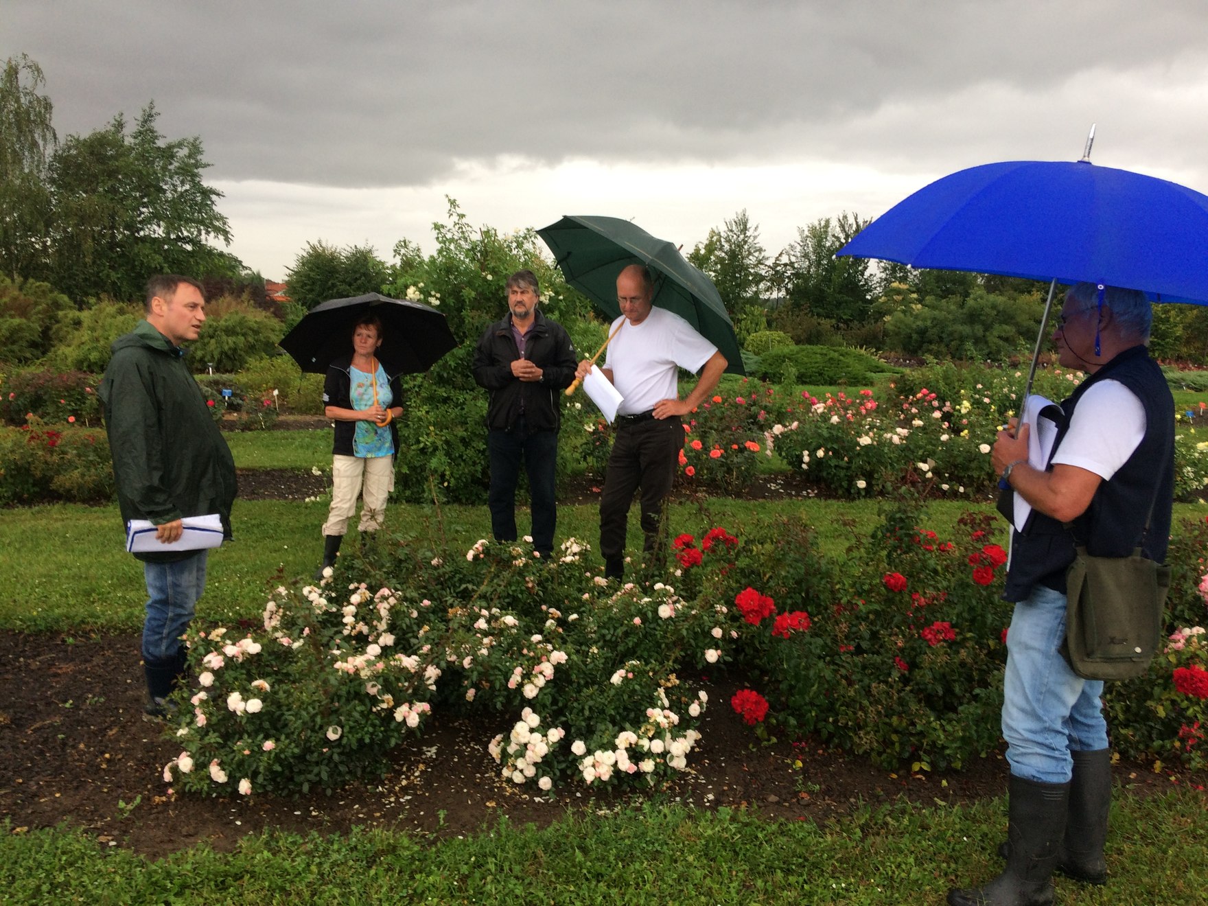 Begutachtung der Rosen am Vortag der Veranstaltung - Auch hier hat es schon kräftig geregnet. 