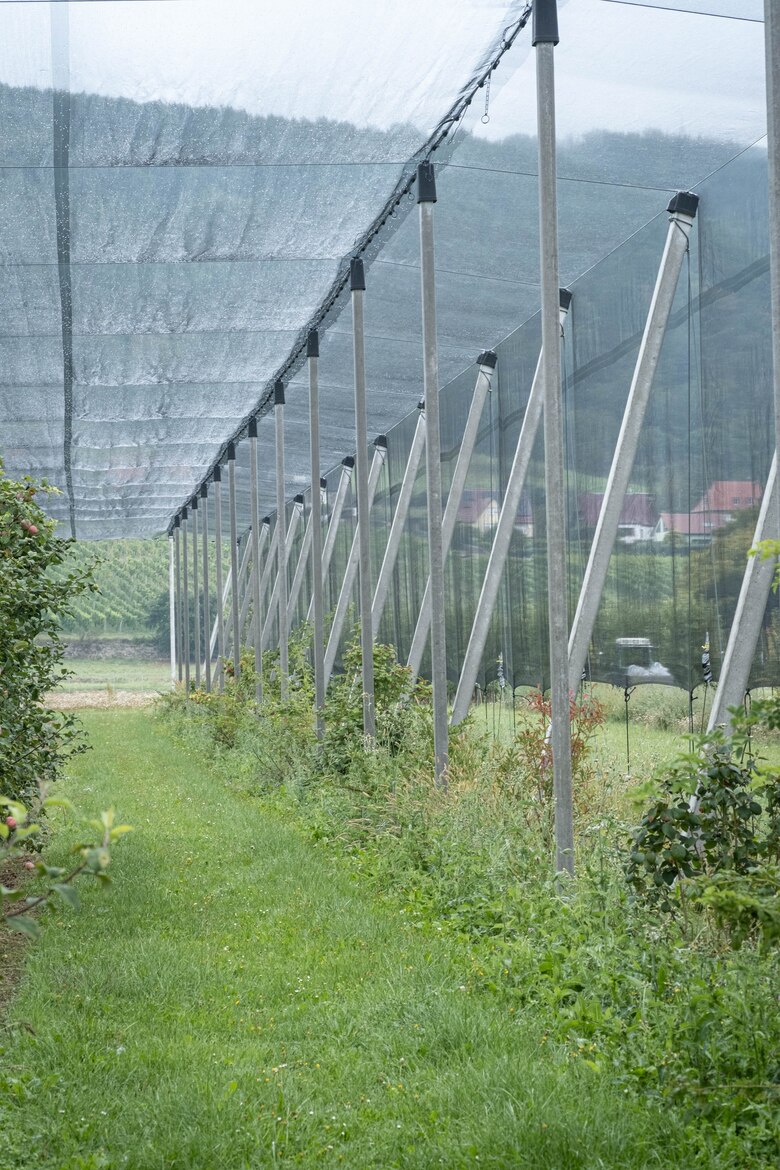 Ankerpflanzen am Hagelschutznetz