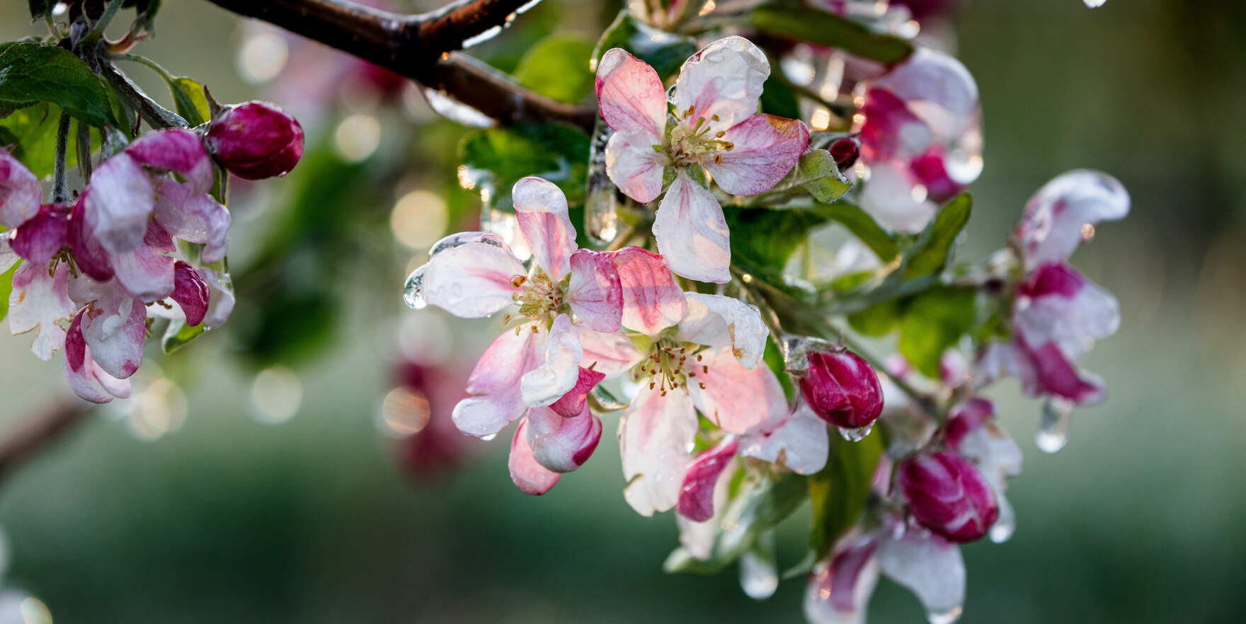 Apfel Balken