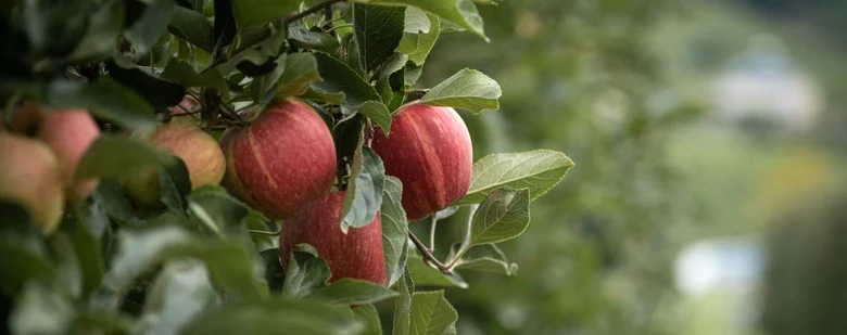 Apfel