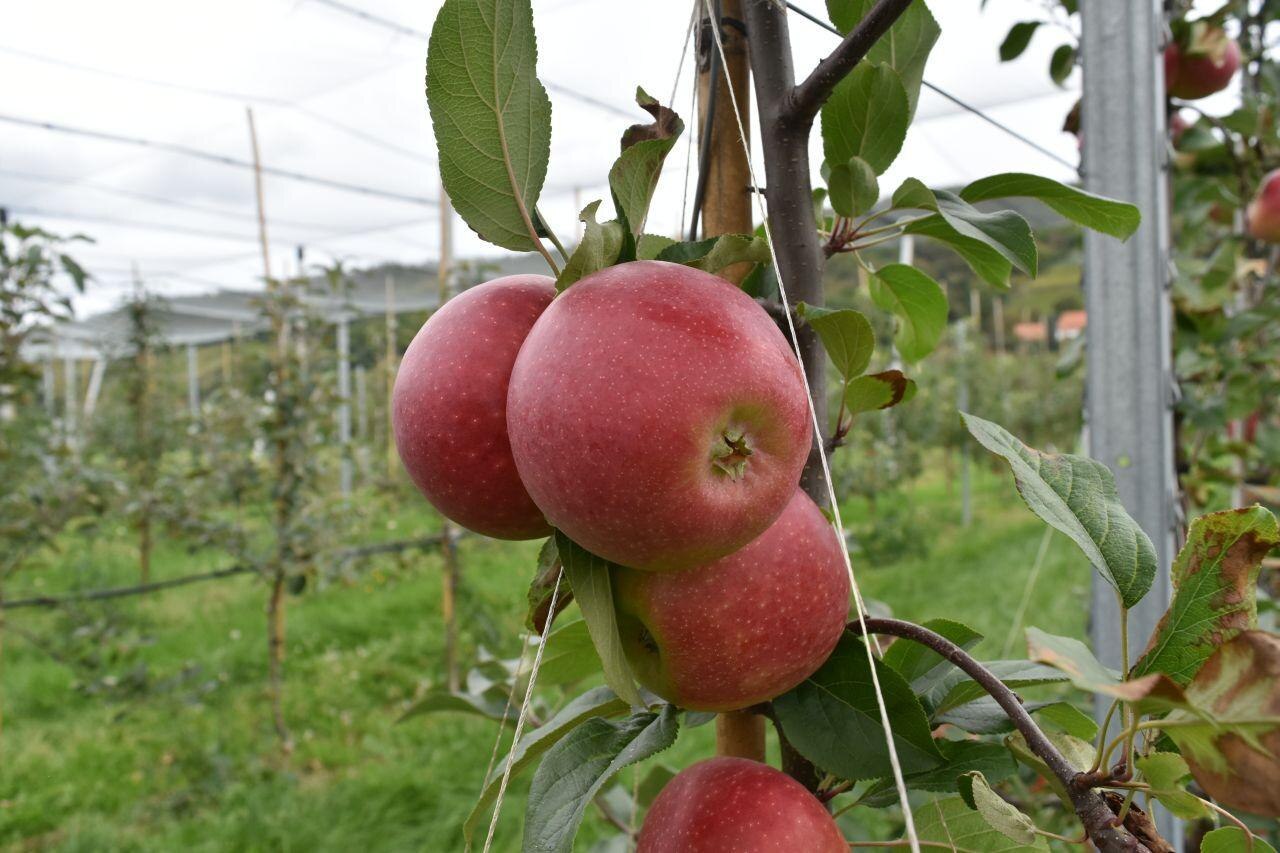 Apfel