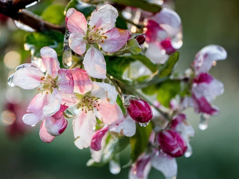 Apfel Balken
