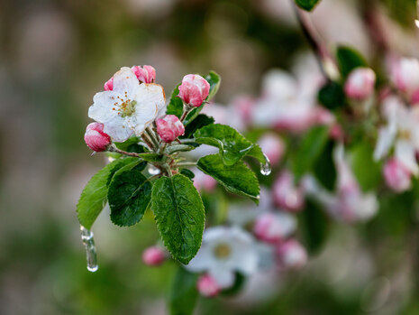 Apfelblüte