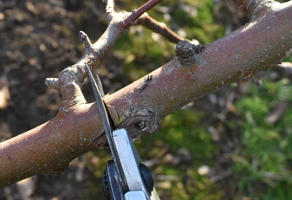 Baumschnitt im Obstbau