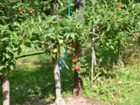 Baumstreifenbearbeitung