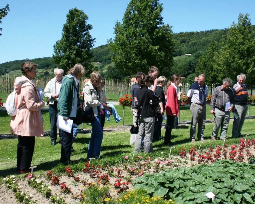 Besucher eines Tages des Friedhofsgärtners im Versuchsfeld der LfULG in Dresden-Pillnitz