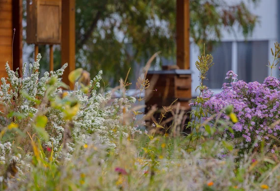 Bienengarten Köllitsch