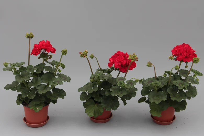 drei rote Pelargonien