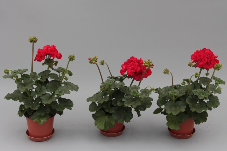 drei rote Pelargonien