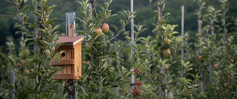 Biodiversität im Obstbau