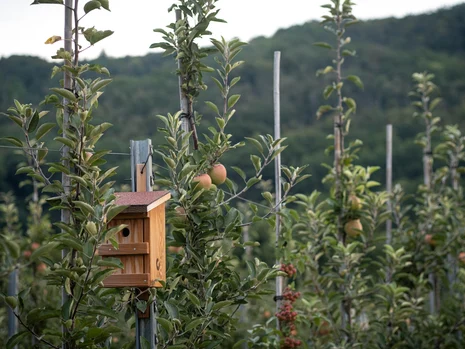 Biodiversität im Obstbau