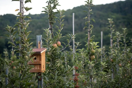 Biodiversität im Obstbau