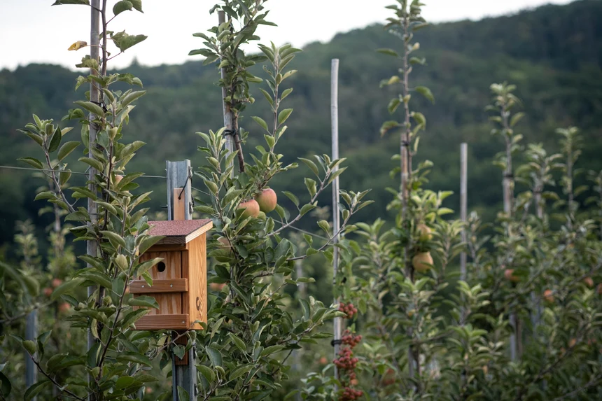 Biodiversität im Obstbau