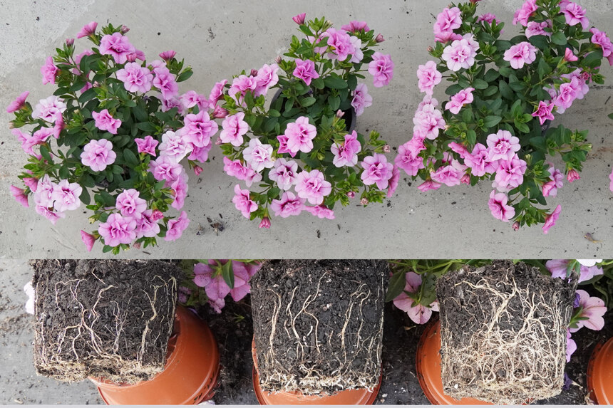 lila Calibrachoa, Wurzelbild zu Versuch mit torffreiem Substrat