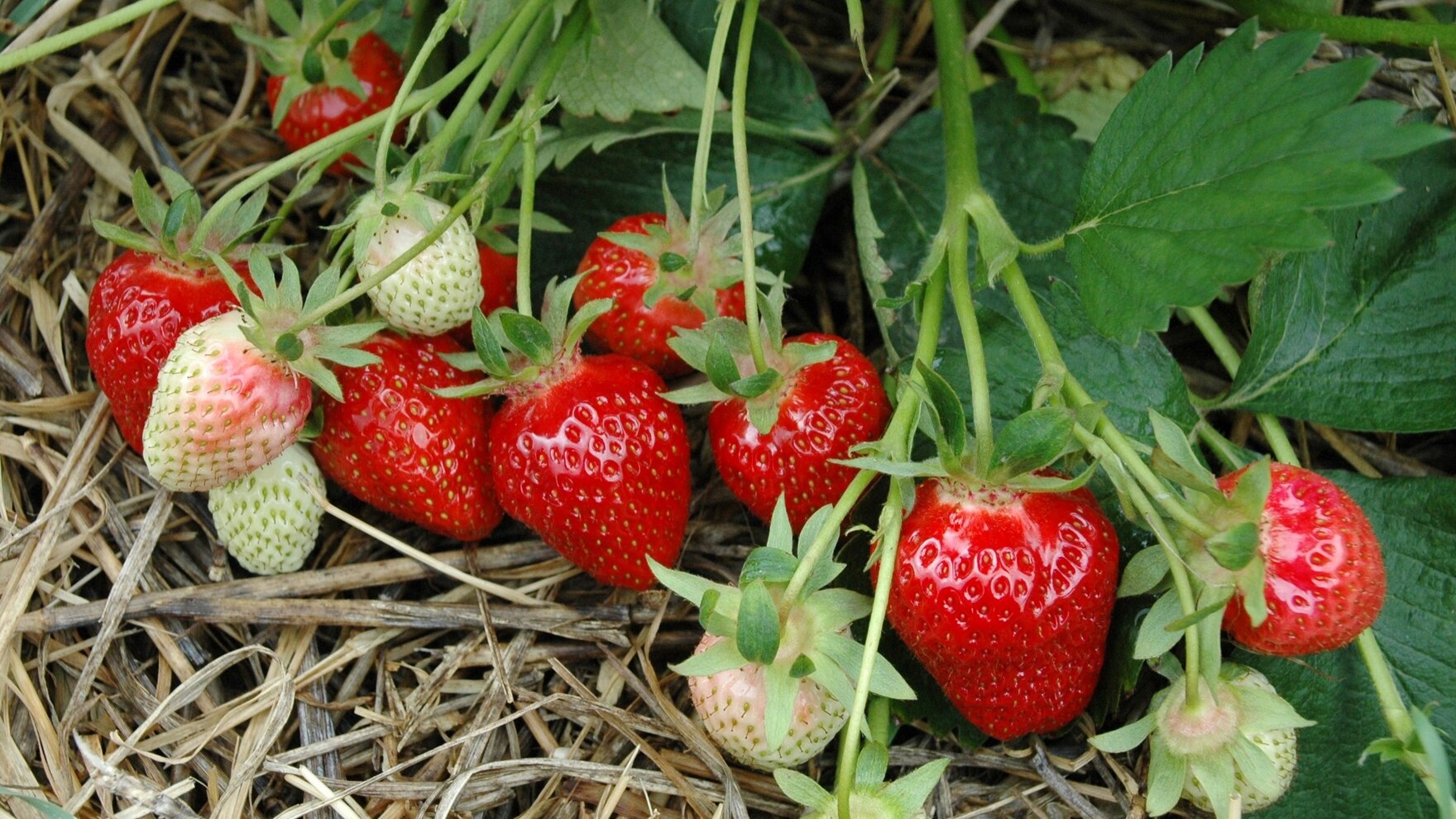 reife Erdbeerfrüchte auf dem Feld