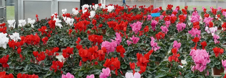 Cyclamen bunt, Gewächshaus