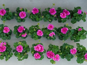 lila Pelargonien im Versuch Substrate und Düngung