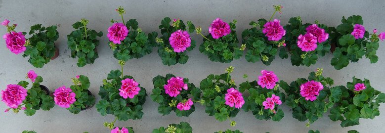 lila Pelargonien im Versuch Substrate und Düngung