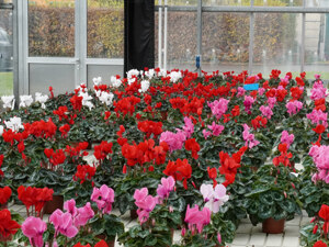 Alpenveilchen bunt im Gewächshaus