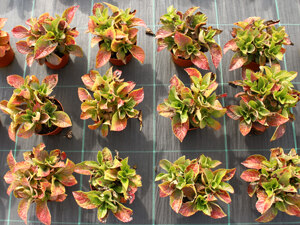 Hortensien Töpfe aufgestellt im Freiland