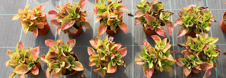 Hortensien Töpfe aufgestellt im Freiland