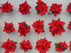 Weihnachtssterne rot im Gewächshaus