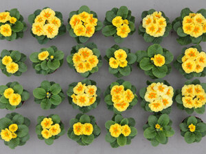 gelbe Primeln im Topf im Gewächshaus