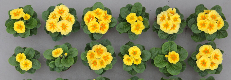 gelbe Primeln im Topf im Gewächshaus