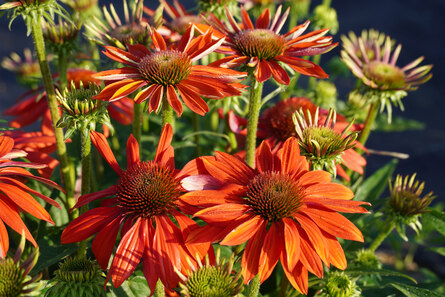 Echinacea purpurea-Roter Scheinsonnenhut im Freilandschnitt