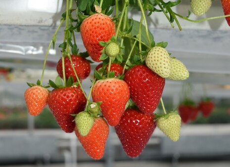 Erdbeeren im Gewächshaus
