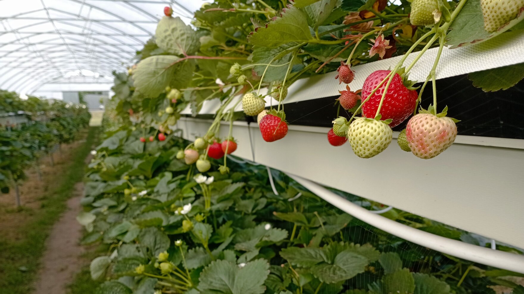 Erdbeeren_Zelt