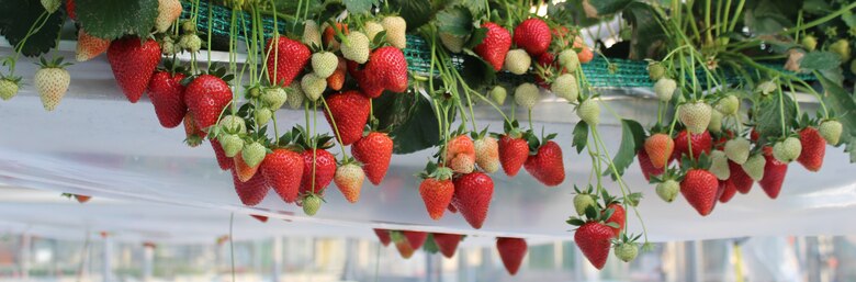 Erdbeeren im Gewächshaus_Balken