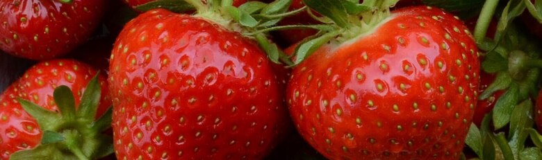 Erdbeersorten_Balken