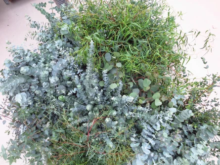 Eucalyptus Arten, verschiedene Blattformen und-farben