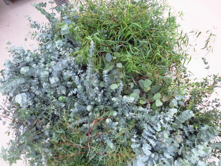 Eucalyptus Arten, verschiedene Blattformen und-farben