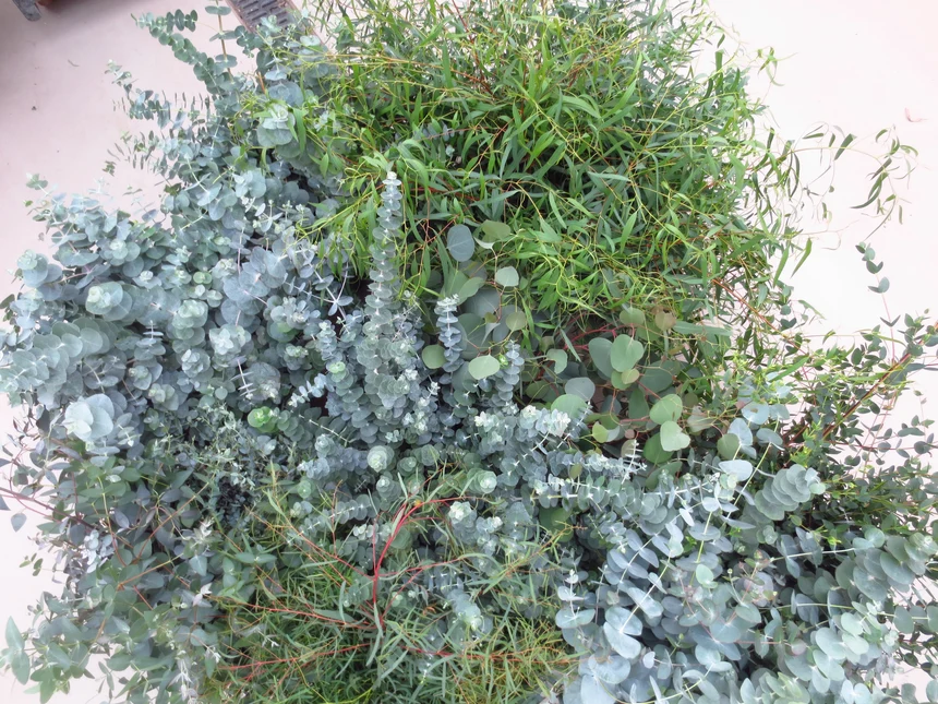 Eucalyptus Arten, verschiedene Blattformen und-farben