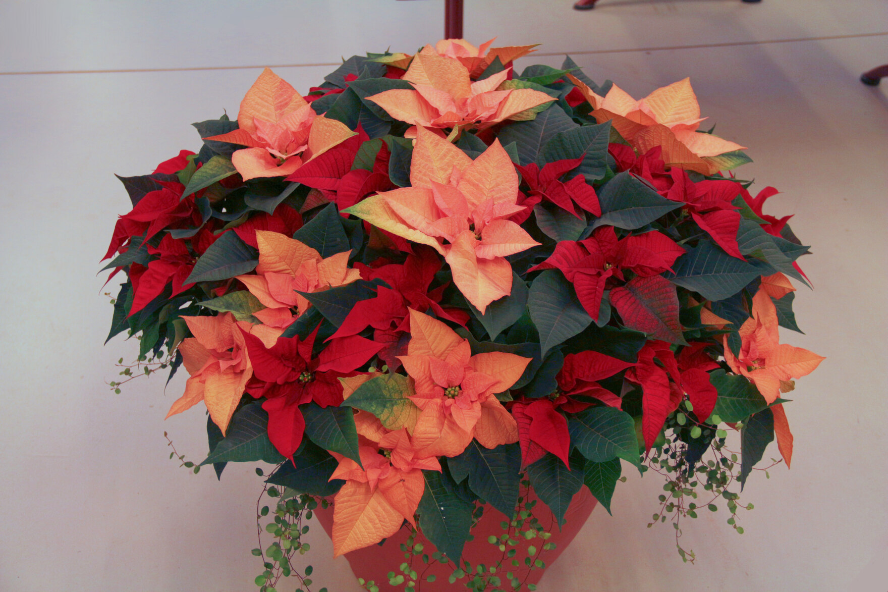 Fachtagung Poinsettien