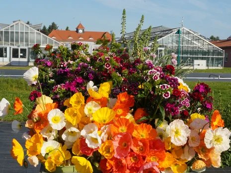 Freilandschnitt Erntewagen mit Papaver, Dianthus