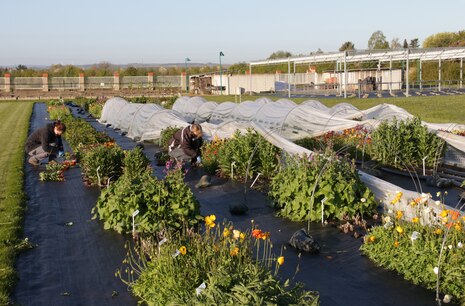 Anbau und Ernte von Freilandschnittbluemn