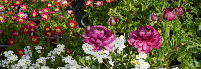 Frühjahrsblüher - Arabis, Ranunkel, Saxifraga