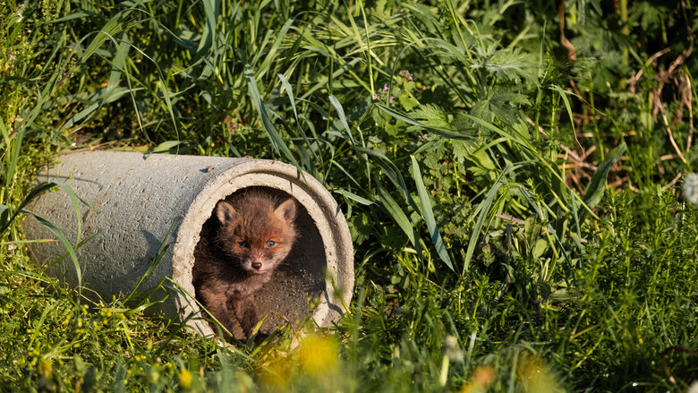 Fuchswelpe vor künstlichem Bau