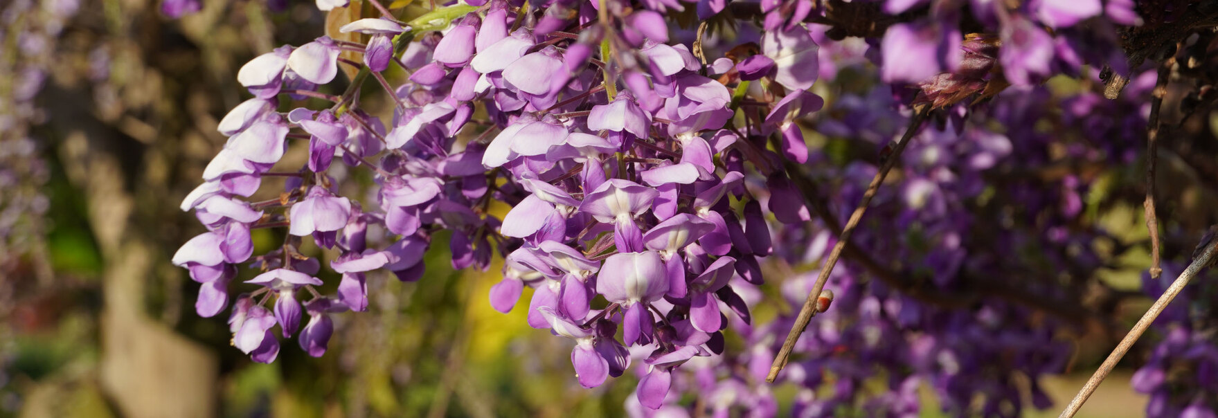 Blauregen in der Blüte
