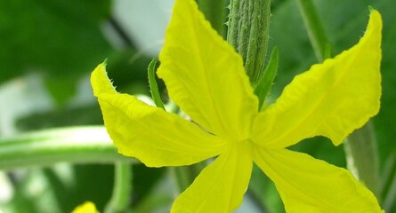 Gurkenbluete_Ueberschrift