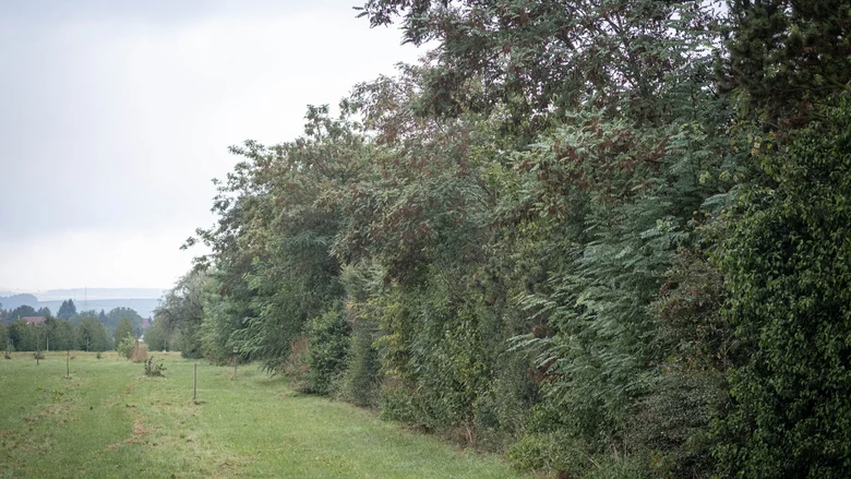 Hecke im Obstbau