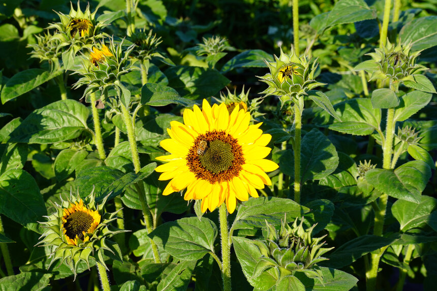 gelbe Sonnenblume mit Biene